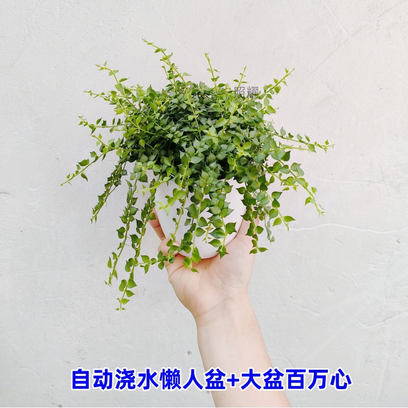 밀리언하트(대형화분) + 자동급수 게으른 화분