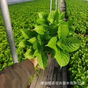 ���� �r�������� �G����o�M�İ��ɻ��������Ʒ�N���ݻ������l