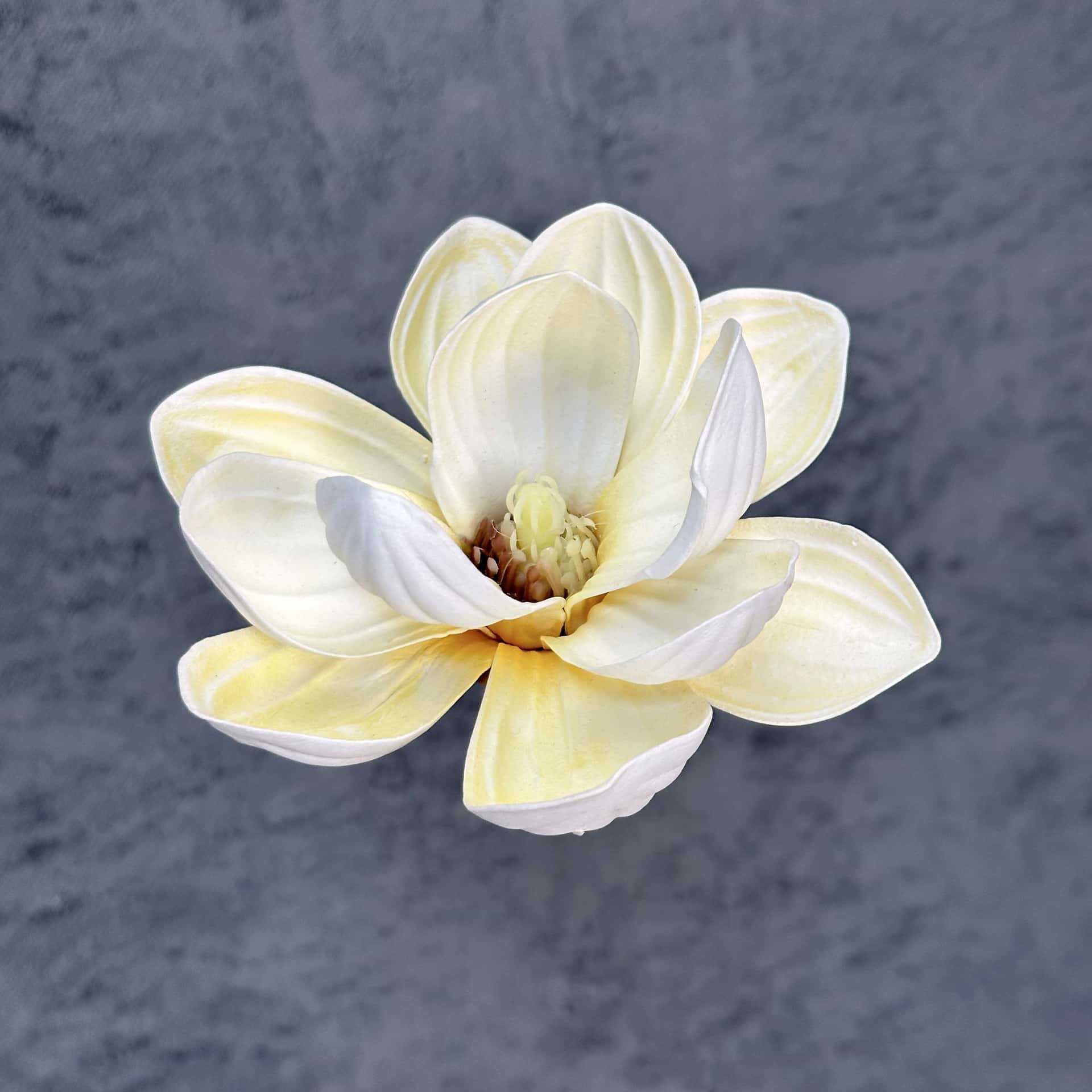 Flor de simulación transfronteriza EVA cabeza de magnolia 13cm tacto tocado kapok decoración decoración decoración flor falsa al por mayor