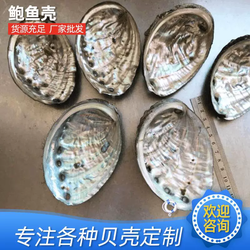 威海厂家批发光泽鲍鱼贝 水族箱造景工艺品鲍鱼壳原料多彩贝壳