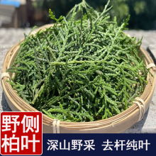 正品野生侧柏叶中药材500g扁柏叶皂角何首乌洗头包女贞子墨旱莲