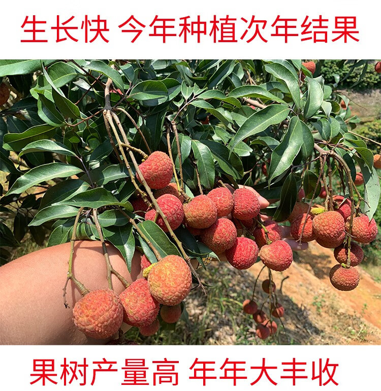 荔枝树大苗桂味妃子笑糯米糍无核荔枝仙进奉荔枝王白糖罂冰荔枝圈-阿里巴巴