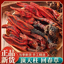回春草500g中药材云南野生泡酒草苁蓉茴春草顶天柱不老草新鲜干货