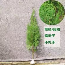 lȰ ɰؘȰؘͥԺľ ̾GľҎRȫ