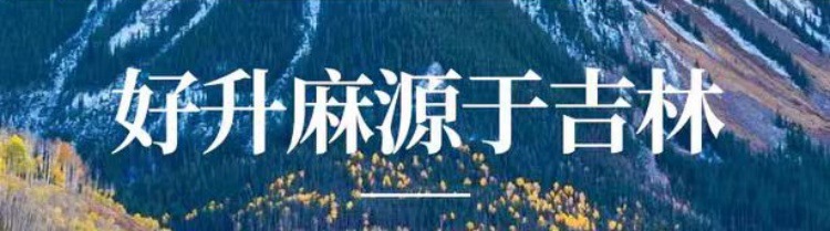 Sheng Ma Powder (Cimicifuga foetida) — Northeast-Grown Dried Herb, 500g overview