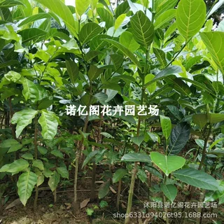菠萝蜜树树苗嫁接泰国红肉干苞海南四季榴莲蜜木菠萝蜜果树苗庭院