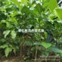 泰国海南四季嫁接菠萝蜜