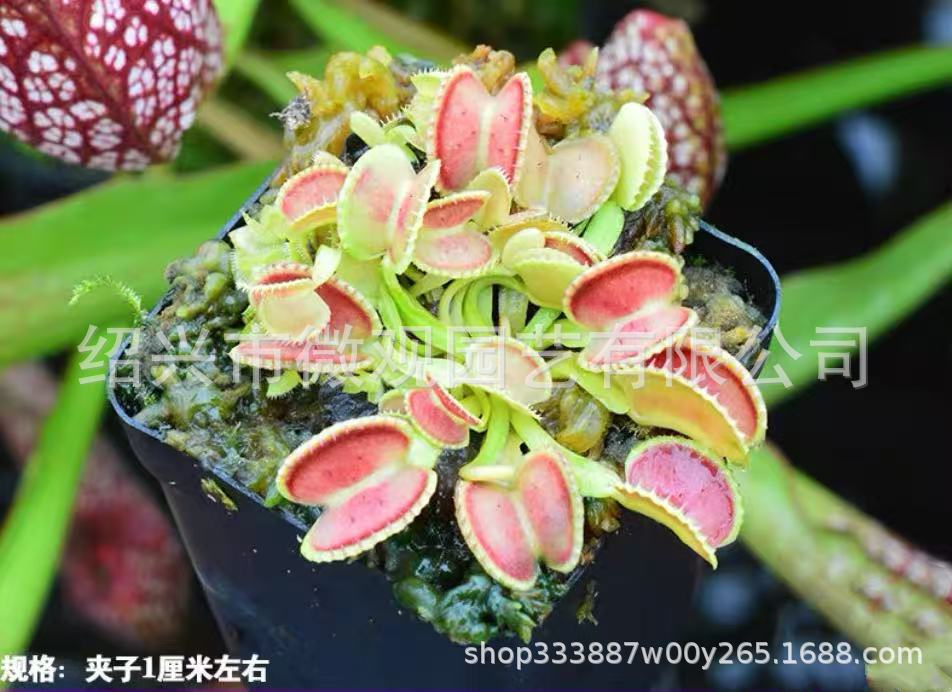 Clipe Shell Flytrap, aproximadamente 1 cm.