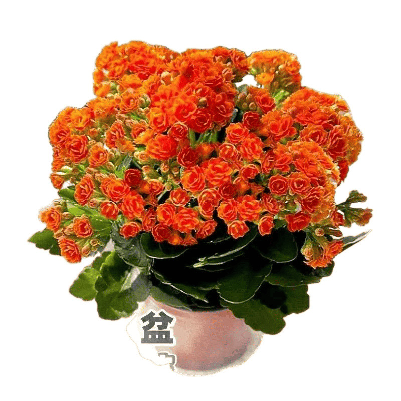 Flores de larga vida en maceta de doble pétalo, zorro dorado, gran flor con brotes de flores y plántulas, flores de interior en todas las estaciones, fáciles de cultivar.