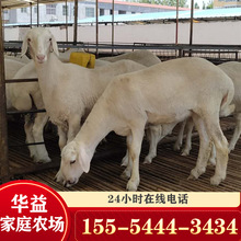小尾寒羊羊羔價格 杜波綿羊小羊崽  成年母羊 小羊苗 提供