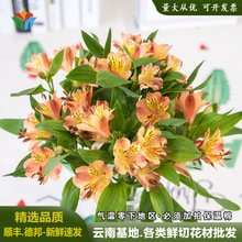 云南直发水仙百合鲜花批发家庭生活团购用花新鲜花束六出花速递