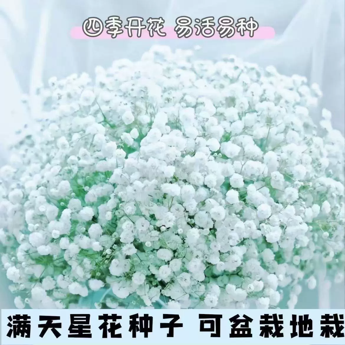(Дропшиппинг) Цветочные семена гипсофилы цветут в любое время года, семена травы легко выращивать и легко взрывать в горшках для ленивых.