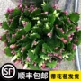 重瓣四季多色小叶蟹爪兰