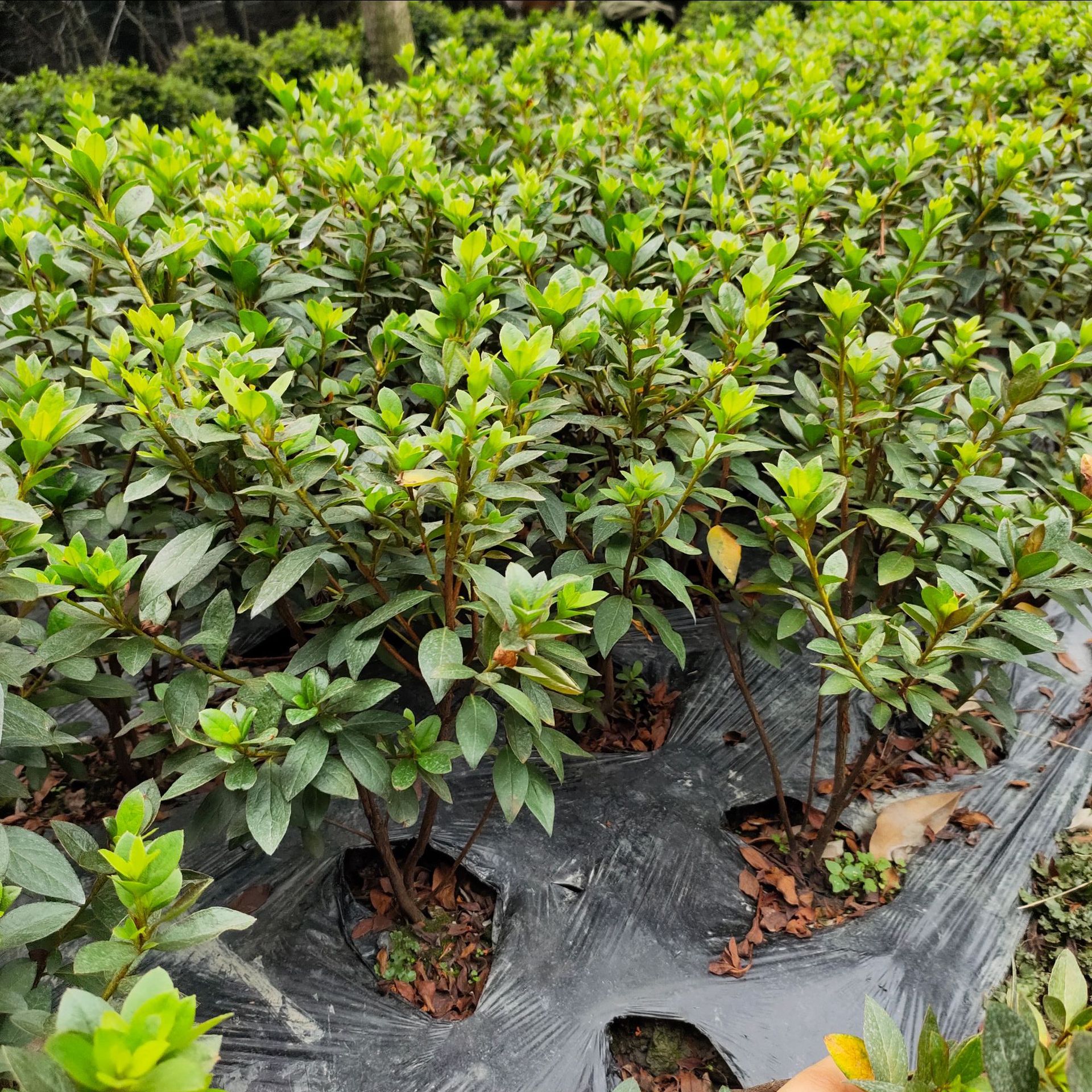 夏娟苗,(第13页)_大山谷图库