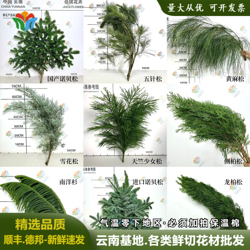 新鲜圣诞节日花材批发诺贝松天竺少女雪花松圣诞松鲜切侧柏鲜花