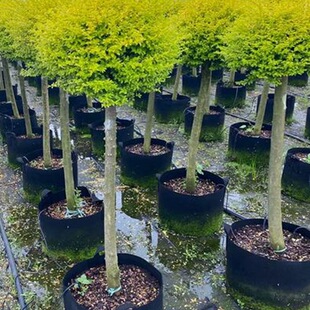 Bright Privet Lollipop Flower Mirror Plant Landscape Landscape Bright Privet Shape Bright Privet Tree Wholesale