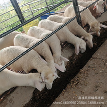 Сβ�����Bֳ�� ����Сβ����ź��s���d�� �����s����