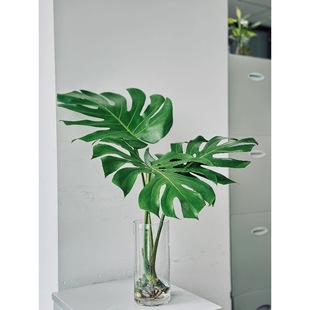 Old Pile with Roots, Monstera Leaves with Roots, Hydroponic Niche Wild Luxury Fresh Cut Branches, Water-Raised Green Plants, Indoor Desktop Flower Arrangement