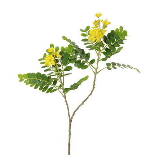 Single Sophora japonica flower leaf simulation leaves home indoor garden decoration leaf feel Sophora japonica flower leaves Sophora japonica tree green plant landscaping