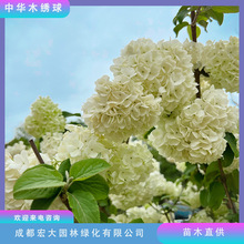 ���Aľ������ľ�������l�������m��ͥԺ�Nֲ���R��������׻�