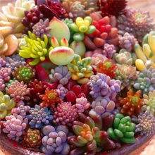 多肉绿植组合花卉植物懒人阳台盆栽办公室套装室内新手套餐