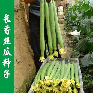 Long Fragrant Luffa Seeds, High Yield, Early Maturing Luffa Seeds, Luffa Seeds, Easy to Survive Vegetable Seeds, All Year Round, South and North