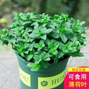 ���ʱ������Կ�ʳ���Ե��㱡���~����ò�ˮ����B�����҃ȾGֲ��