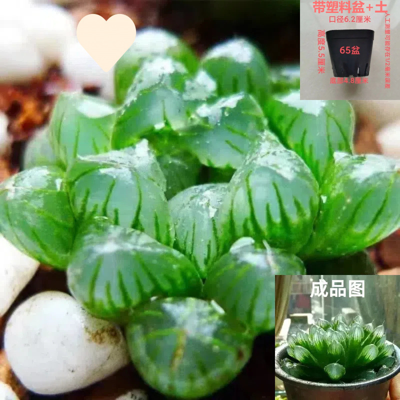 가게에서 인기 상품: Xiaoqing Yulu 4-5cm