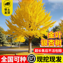 �y�Ә������G�~ͥԺ�e�����;G���L���������е����ϱ����ɷNֲ