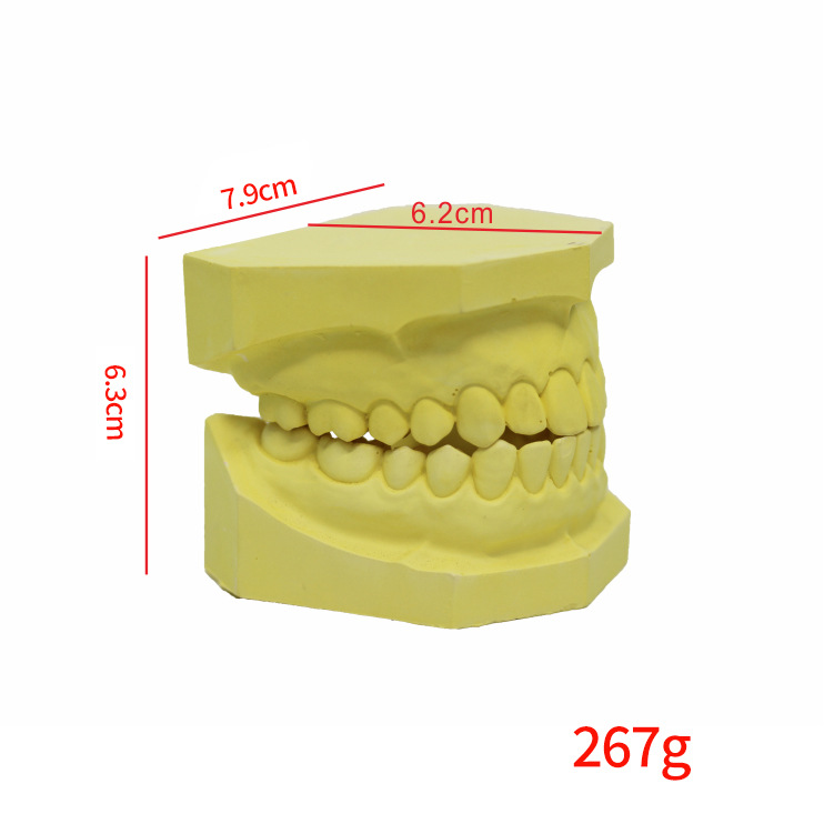 Oral Dental Yeso Modelo dental Dental Enseñanza oral Boca completa Modelo dental Práctica Grabado Modelo dental