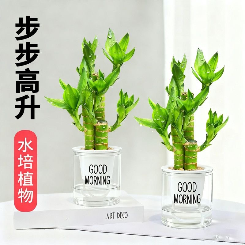 Lucky Bamboo Wenchang Bamboo Water-raised Potted Plants Absorb…