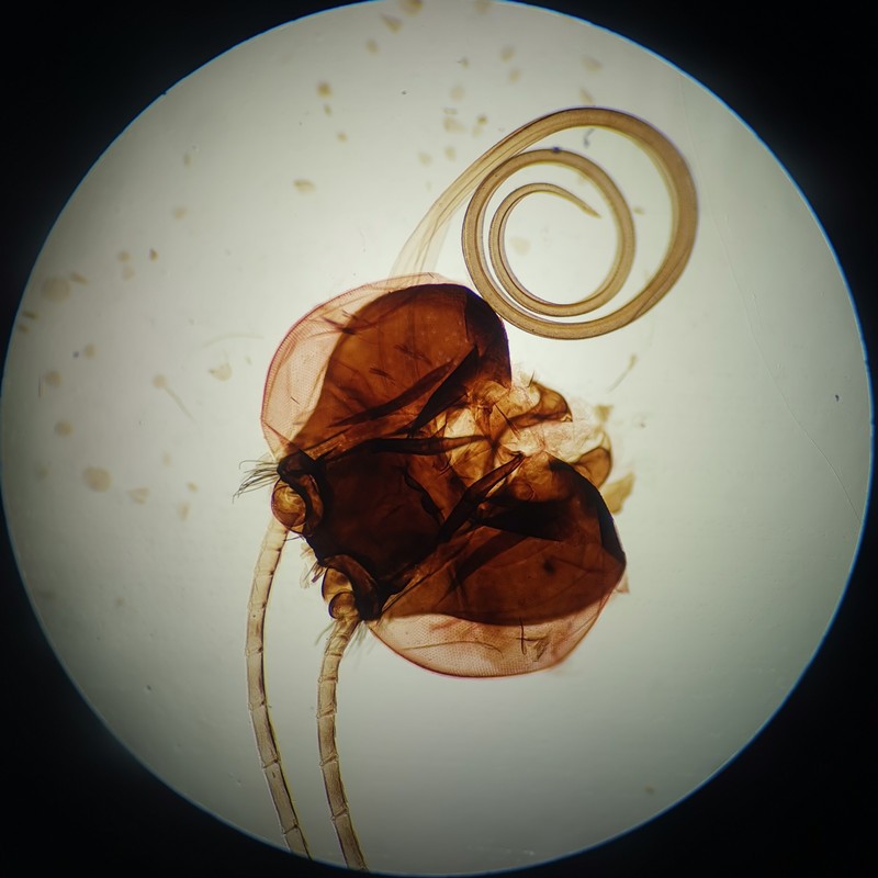 生物切片 虹吸式口器标本  显微镜载玻片标本 蜜蜂口器装片