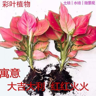 Geely Red Potted Hydroponic Florals Ruyi Queen Chinese Red Indoor Plants Purify the Air and Are Good for Desktop Plants