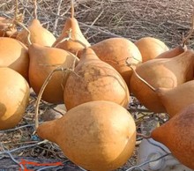 ����ư���J���Ӵ�̖С̖�����[�����������wͬ�W�}�Q��