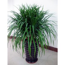 ���;Gֲ��횘���^��Ѫ�����F���҃ȿ͏d���Ի���ֲ���k�����辰