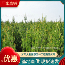 基地批发 自产自销白皮松景松 绿化工程松树批发