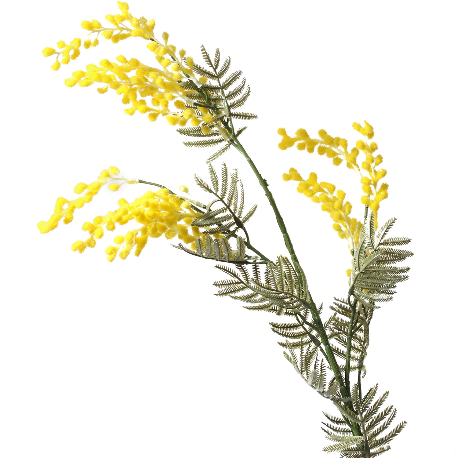 Three-pronged hair transplanted king cherry blossom-yellow