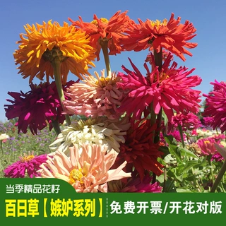 精品百日草花种子嫉妒百日菊花籽四季易种室外庭院阳台盆栽步步高