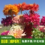 室外四季盆栽精品花种子