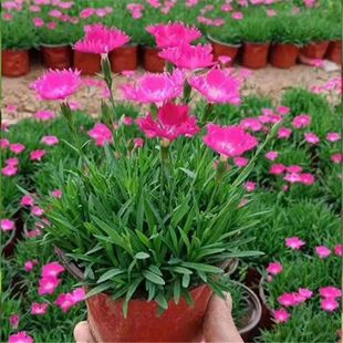 �Wʯ�񎧻������Ի���ͥԺ�Nֲ�ļ��_���ͺ����B�����쾰�G������