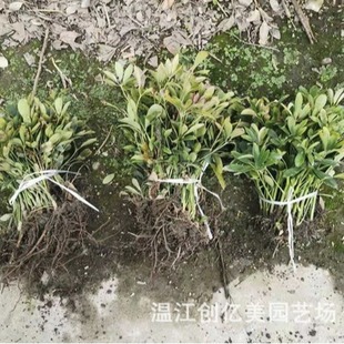 Duck Foot Wood Goose Palm Sapling Cup Seedling Ground Seedling Living Room Office Flower Bonsai