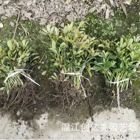 Утиная лапка дерево гуся Пальма дерево чашка для рассады рассада Гостиная Офис цветок бонсай