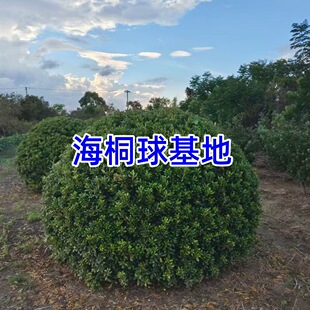 ��ͩ�����������~��ͩ�����ֲ��ߗU�θɺ�ͩ�����ӾG�h��С��