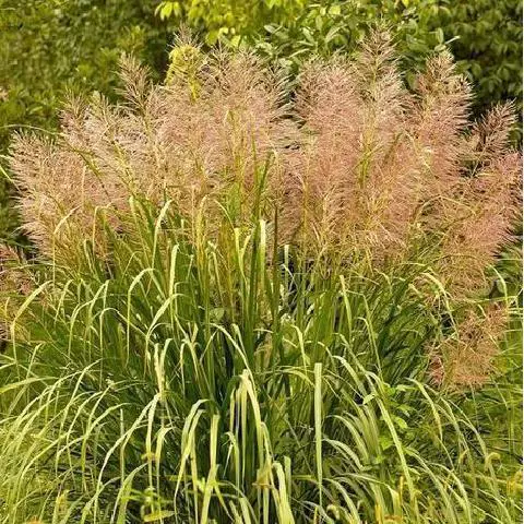 Пятнистая соломенная трава трава Jingmangtao Jingyu motopolis potula листья большой плотный травяной сад садовый декоративный травяной сеппер