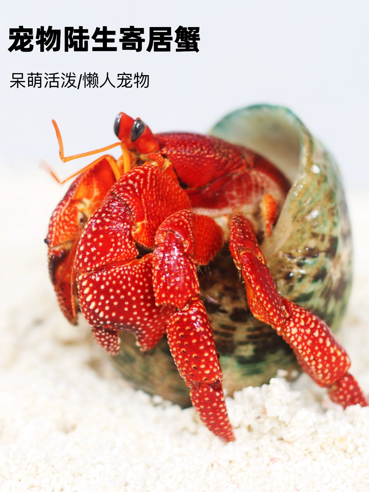 陆生寄居蟹宠物活物淡水草莓短腕紫陆灰白深紫观赏蟹活体懒人宠物