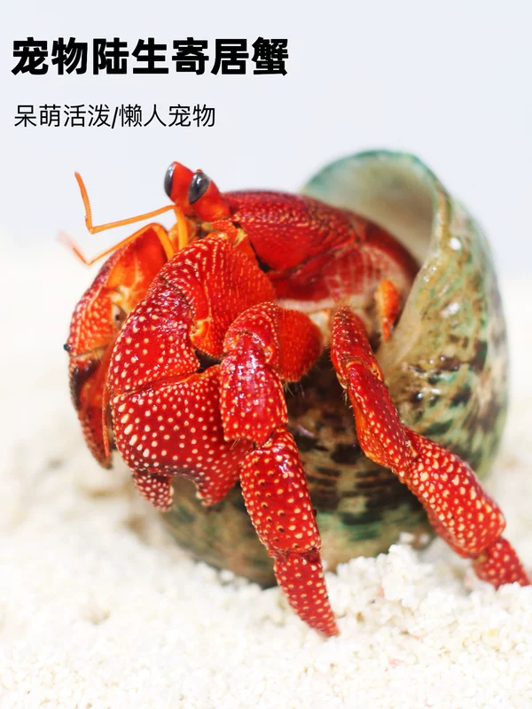 陆生寄居蟹宠物活物淡水草莓短腕紫陆灰白深紫观赏蟹活体懒人宠物