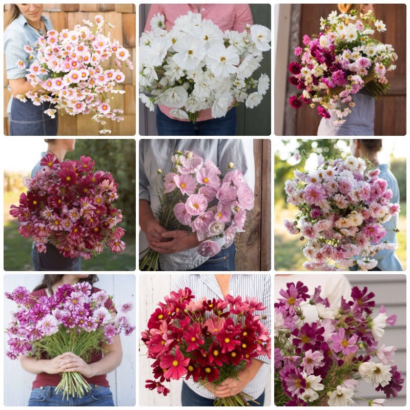 Zinniella Подсолнечник Петуния роговой Космос луза семечек Пакет четыре сезона горшков для питьевой