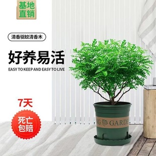 ����ľ����ľ��������ļ������҃ȃ����՚�����ȩ���x�Gֲ����