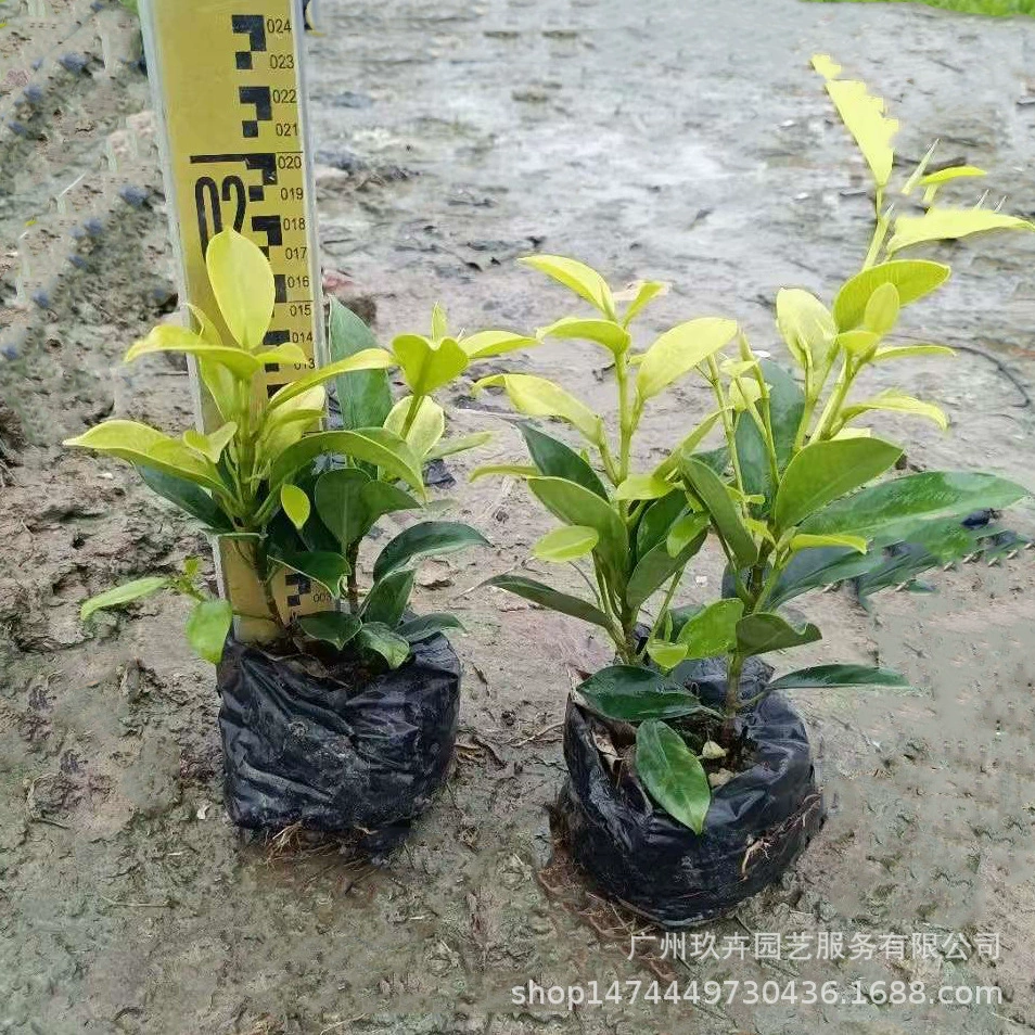 Хуан Баньян 7 кг мешок лист почвопокровный Завод парк клумбочка пейзаж озеленение очистка воздуха дорога сад живая изгородь саженцы