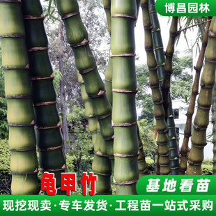 龟甲竹苗批发园林竹子植物工程绿化庭院景观龟背竹佛肚竹罗汉竹-阿里巴巴
